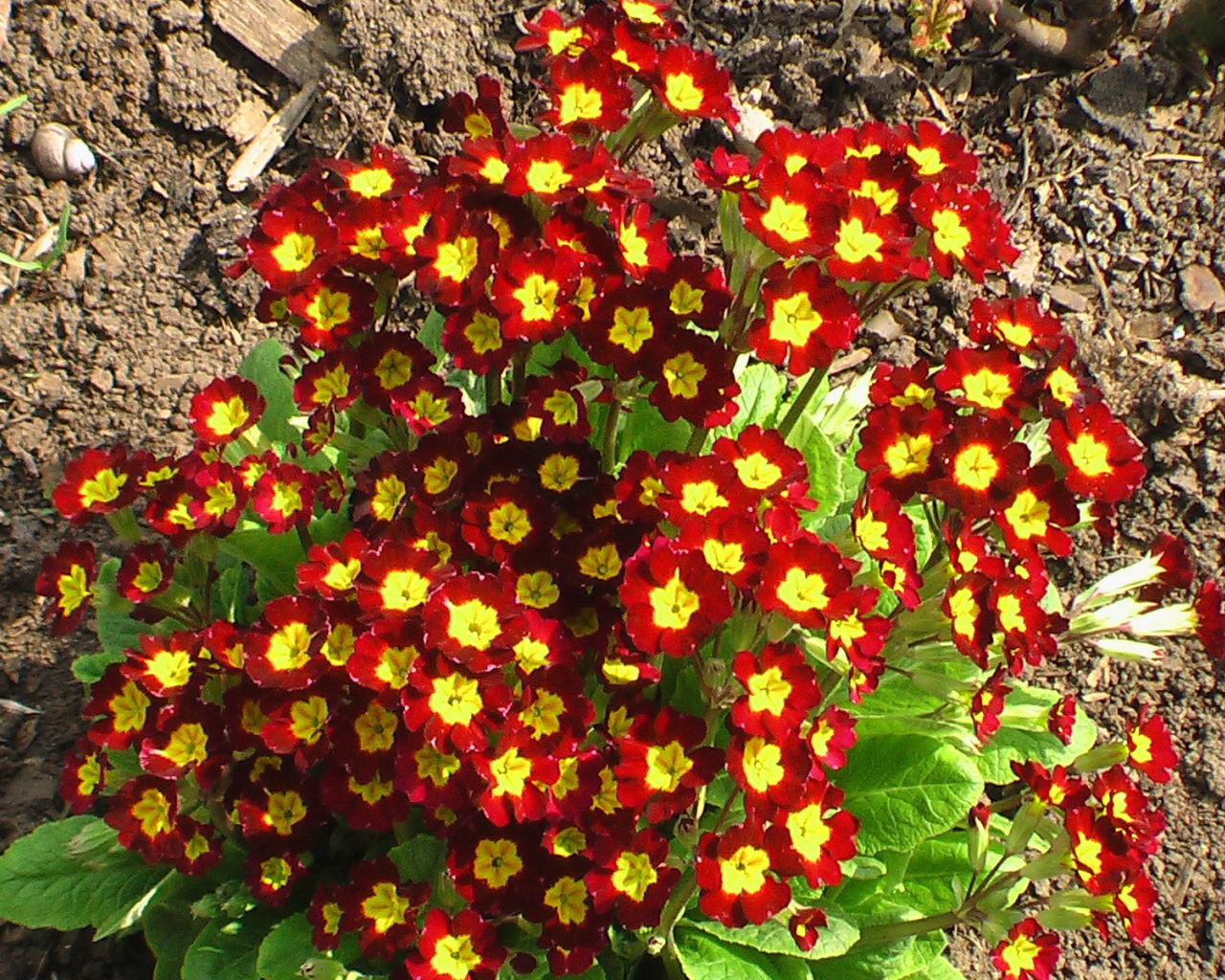 Красивая примула в саду