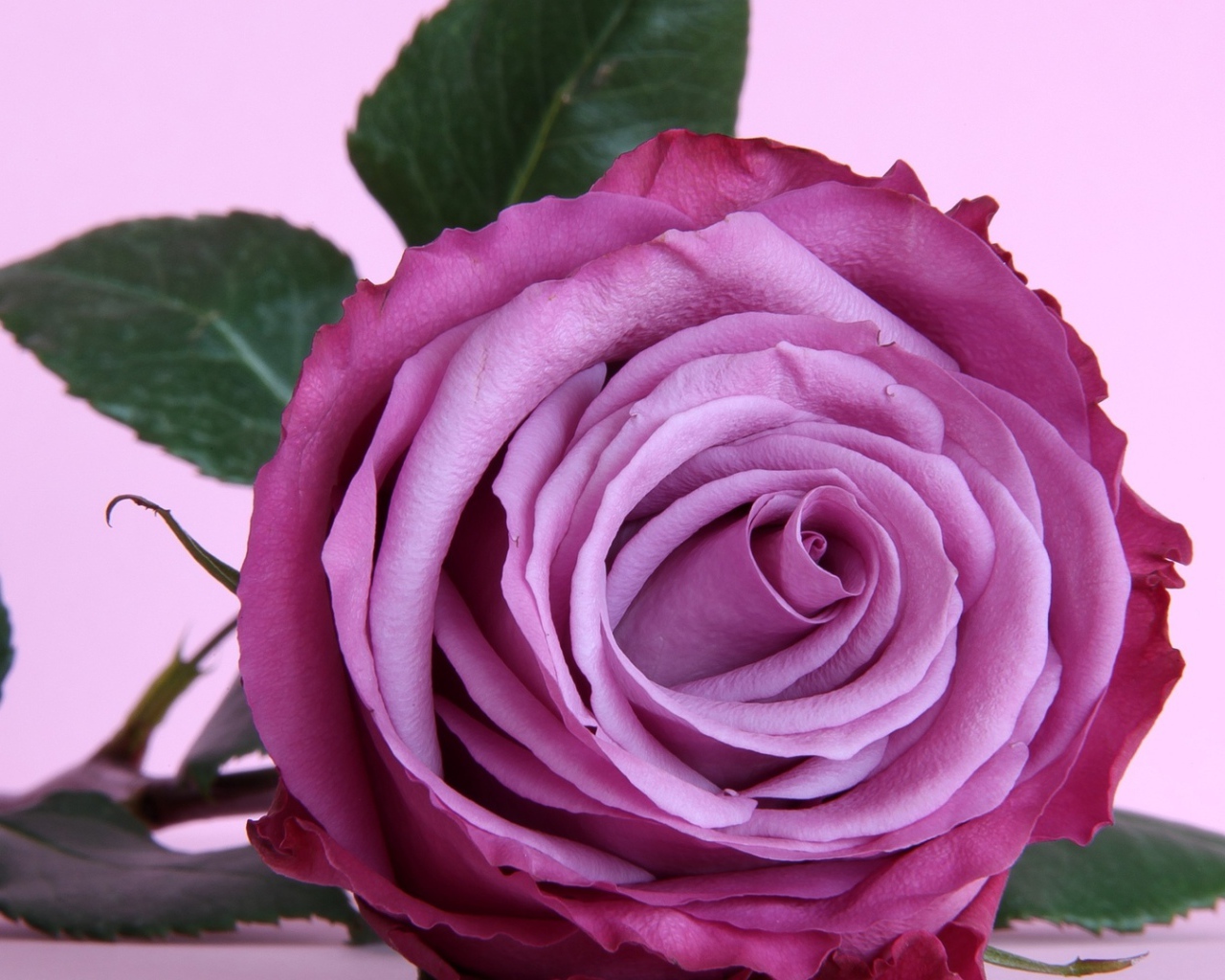 Красивая фиолетовая роза на столе