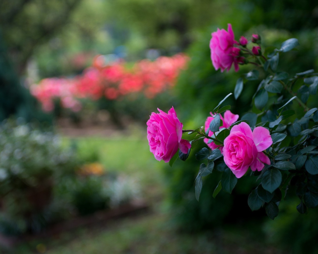 Красивые фиолетовые розы