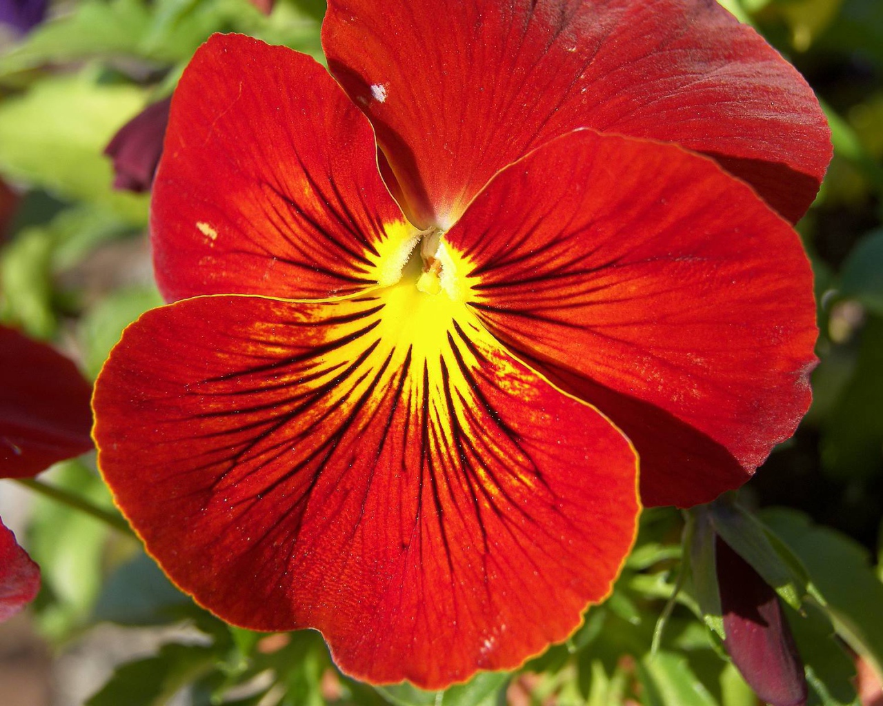 Красивый красный цветок анютины глазки