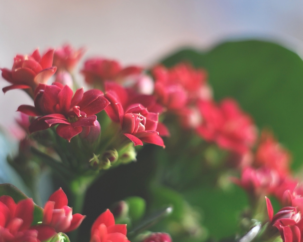 Великолепные красные цветы