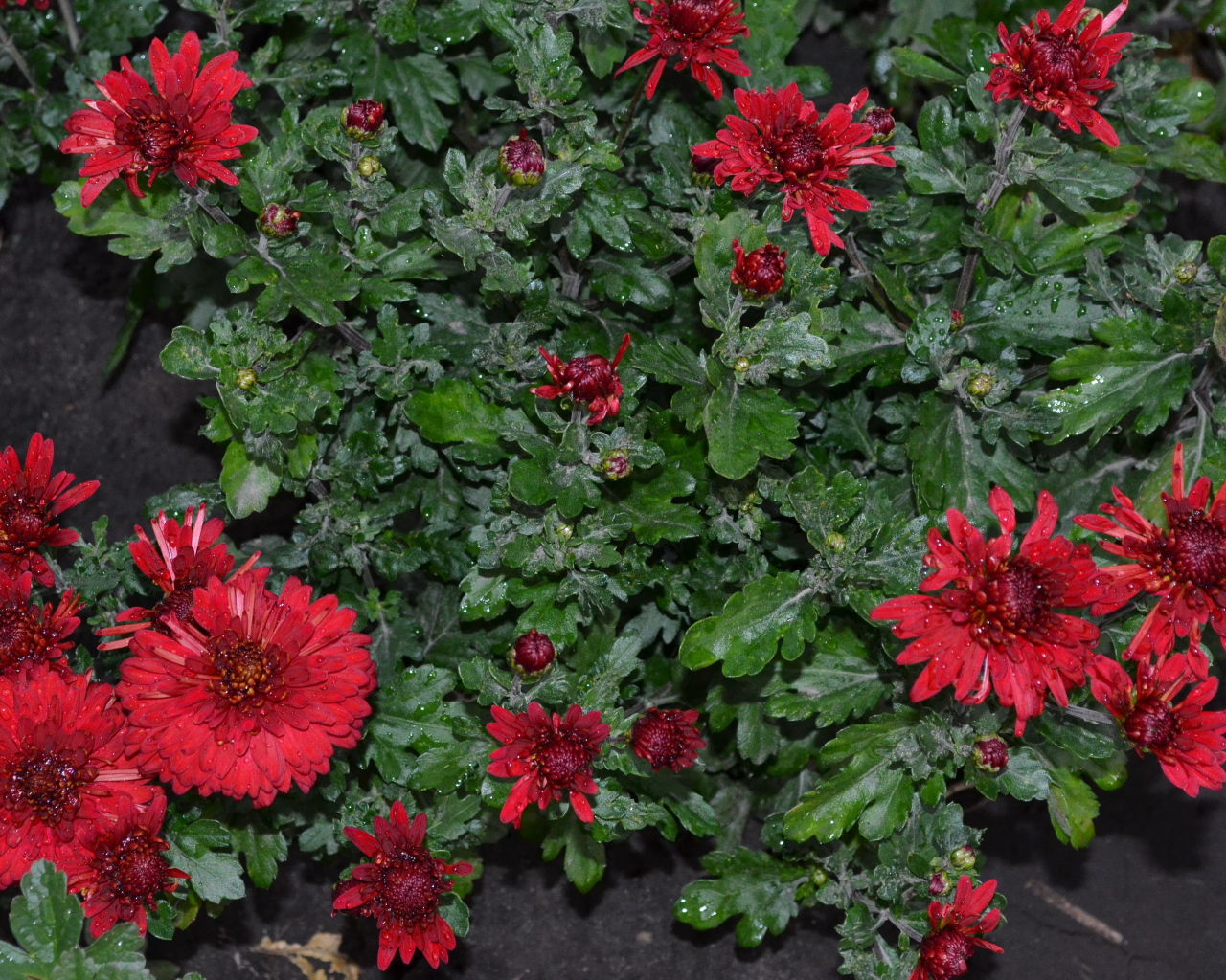 Красивые красные цветы хризантема