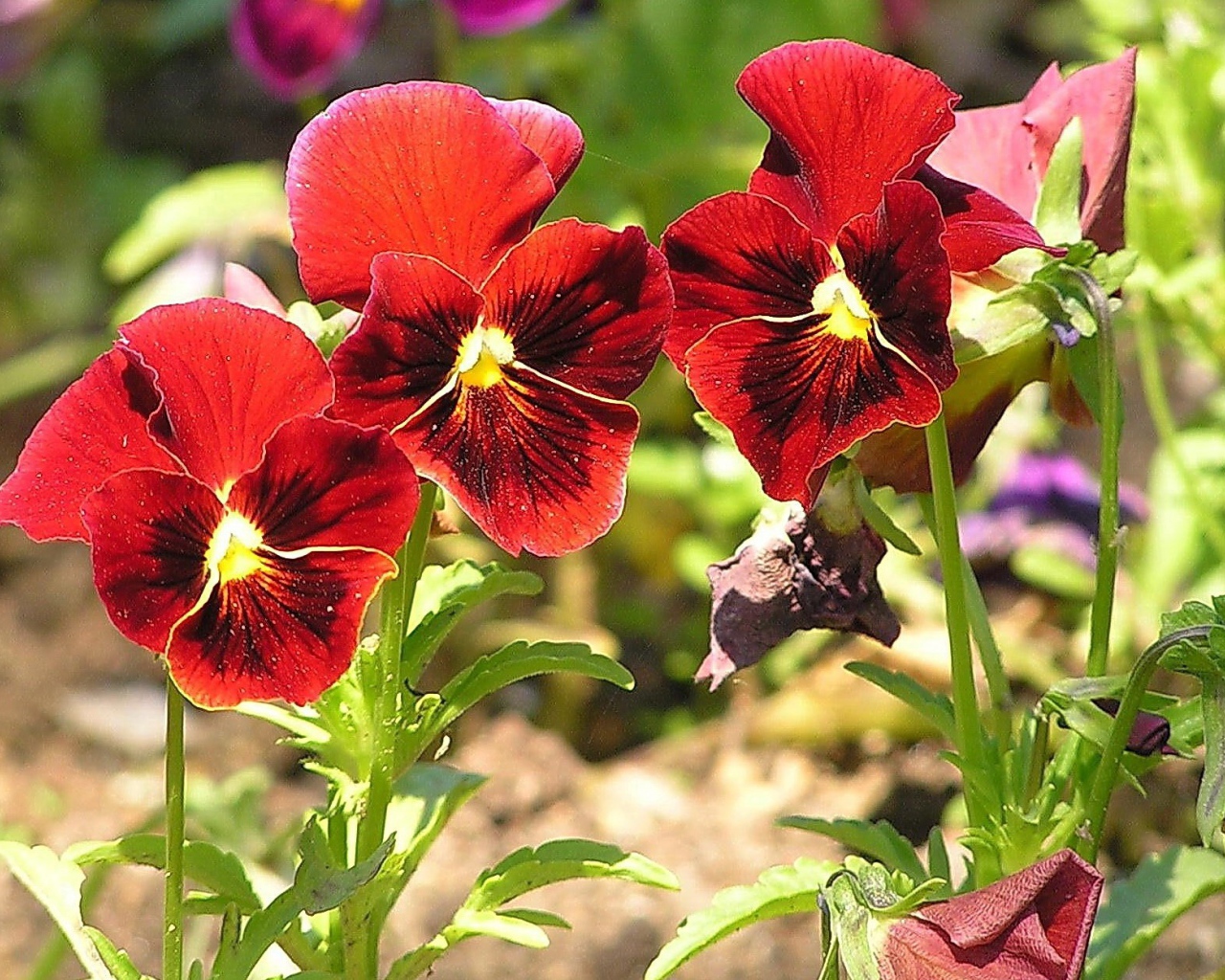 Красивые красные цветы анютины глазки