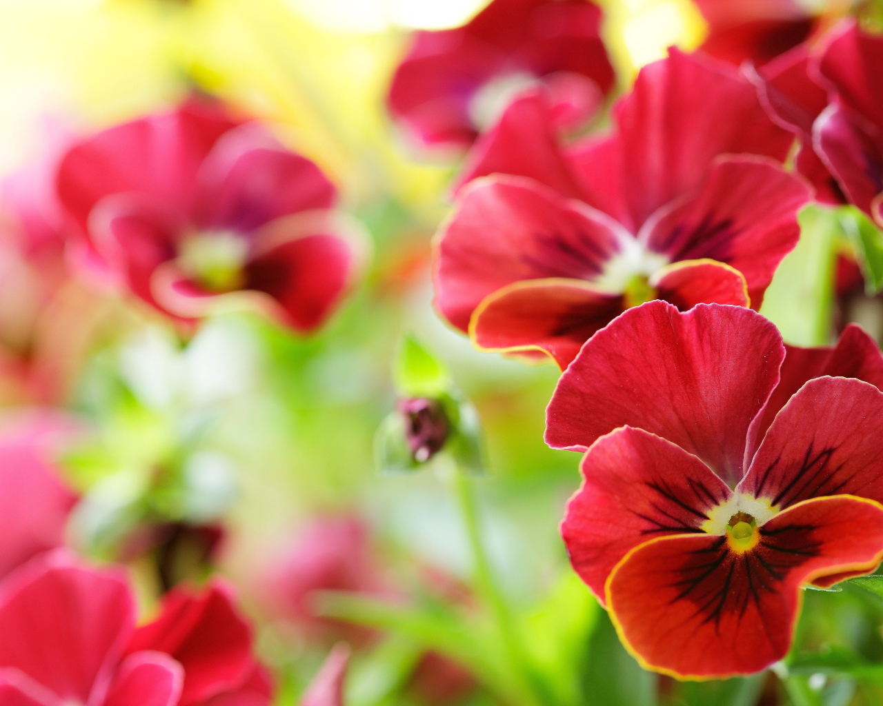 Красивые красные анютины глазки на поляне