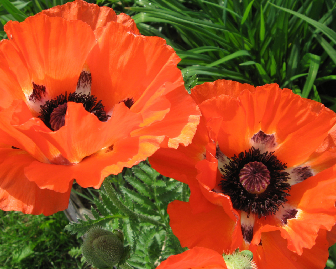 Красивый цветок красный мак