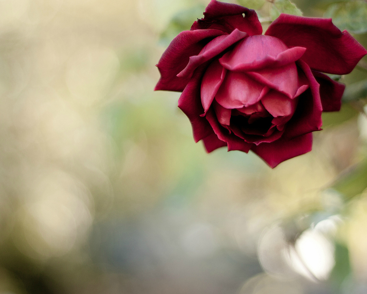 Красивая красная роза в саду