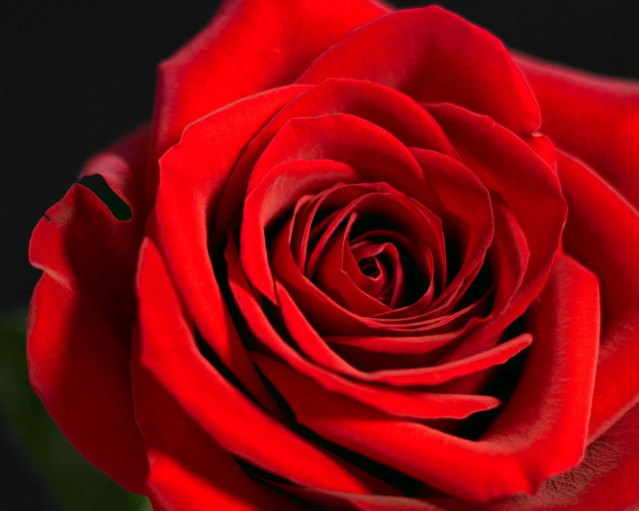 Красивая красная роза на чёрном фоне крупным планом