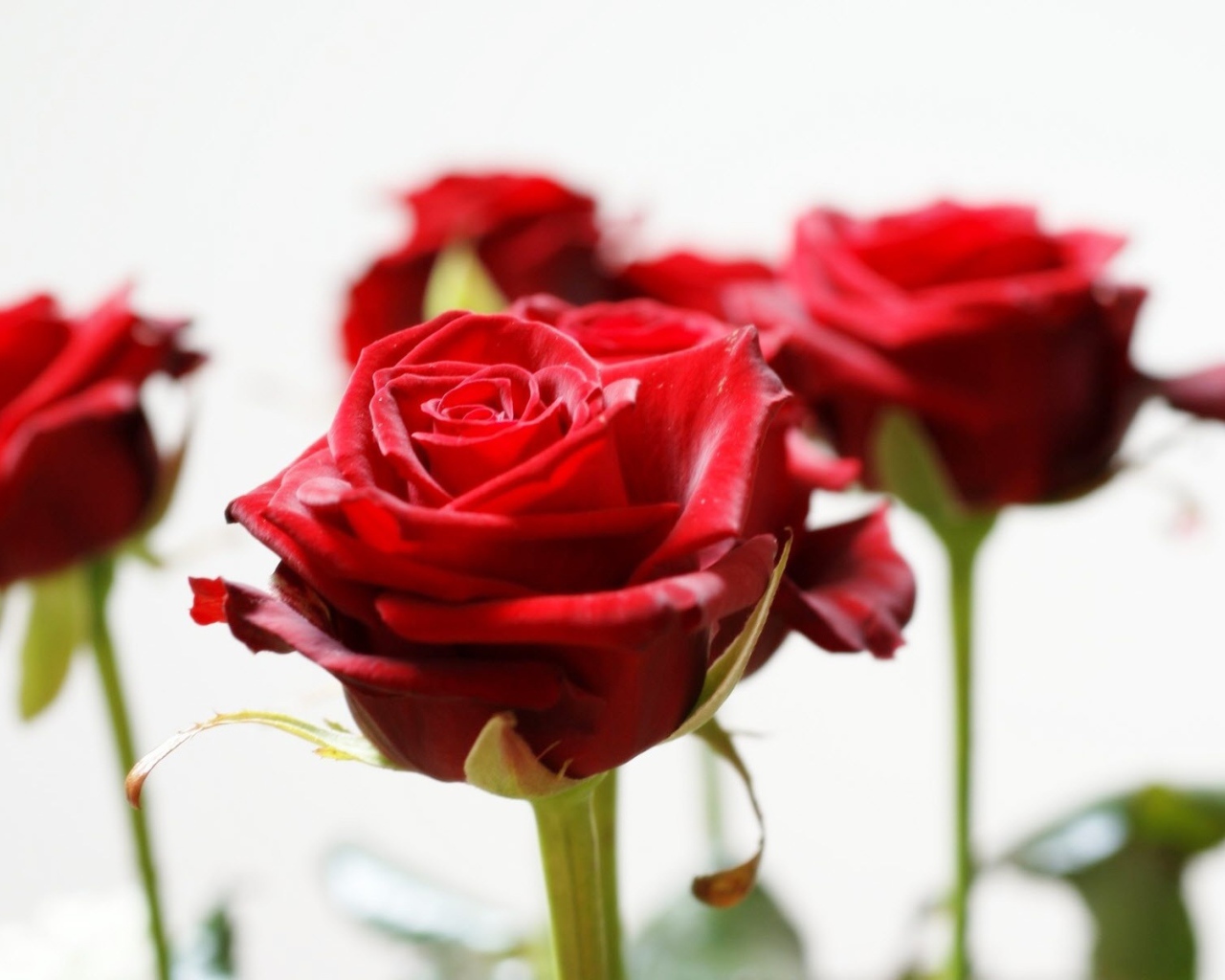 Красивые красные розы на белом фоне