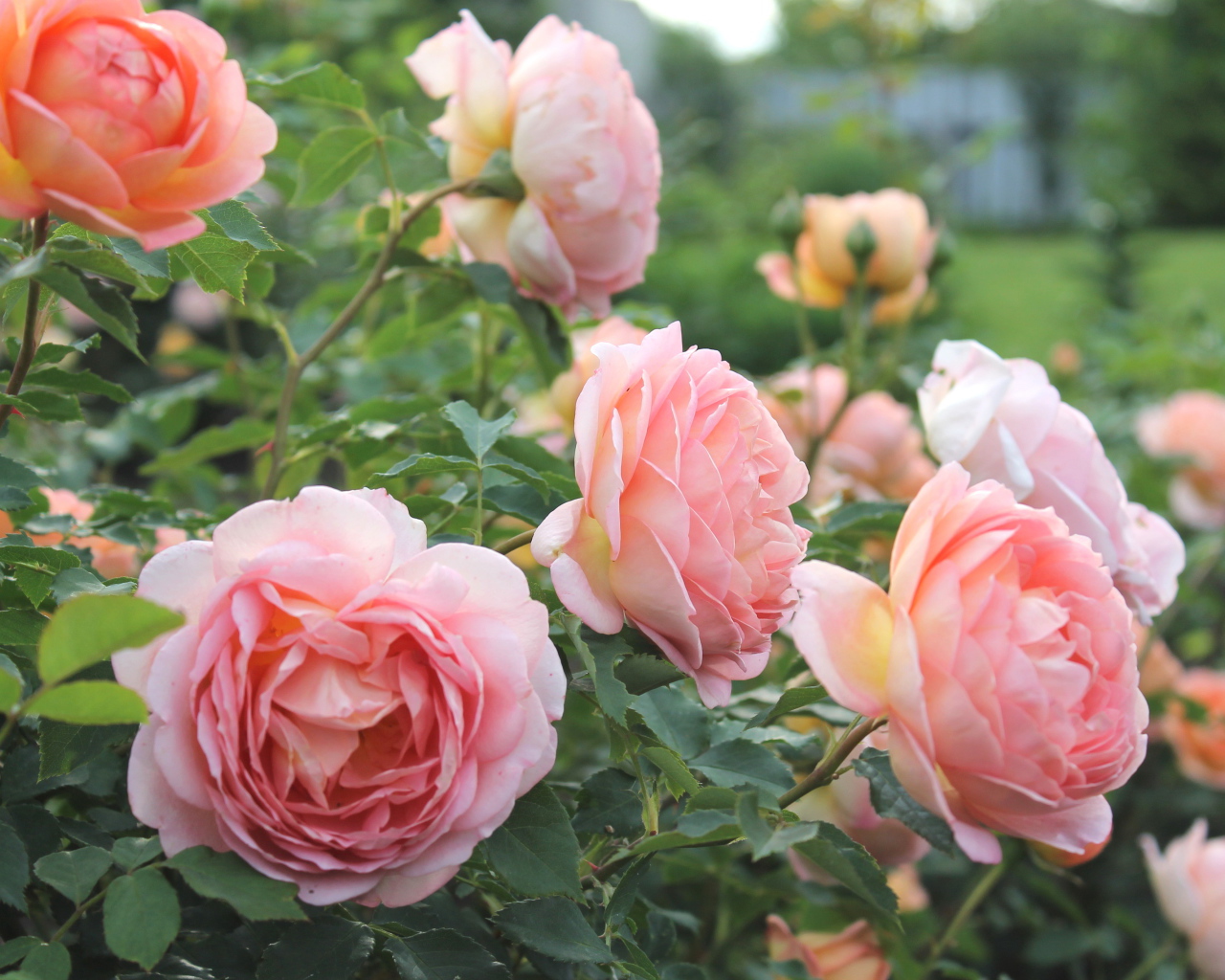 Красивые розы кустарниковые в саду