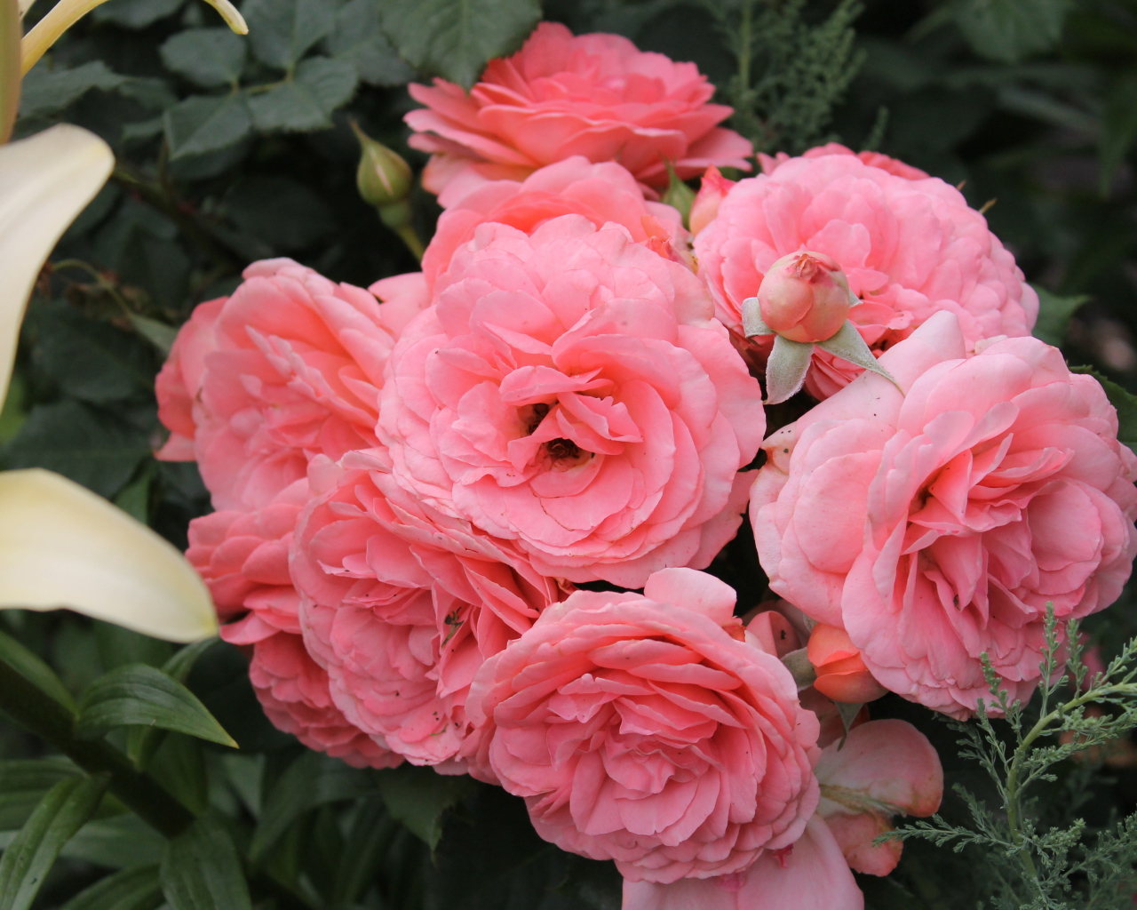 Красивая роза кустарниковая на дачном участке