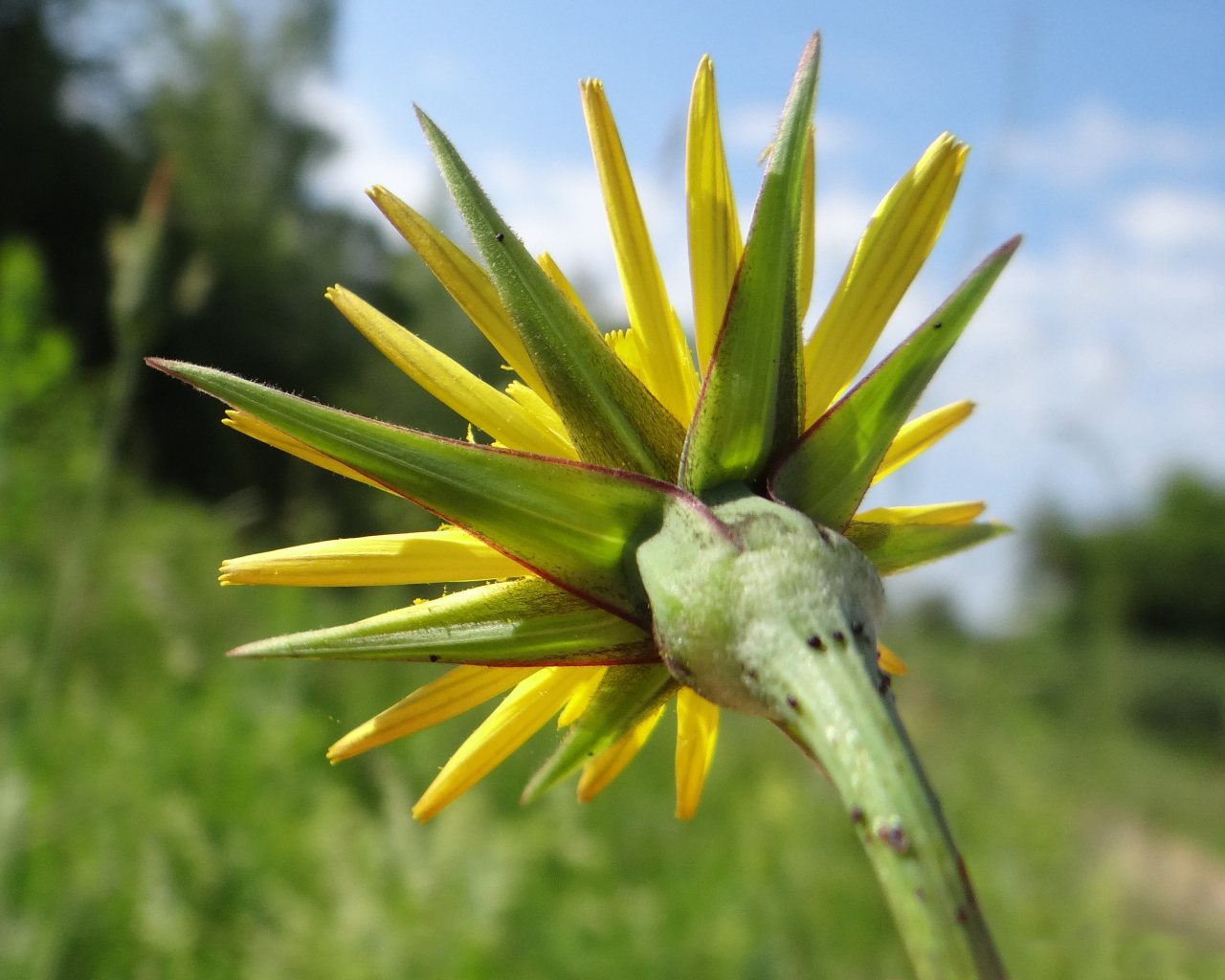 Красивый козлобородник (большой одуванчик) на дачном участке