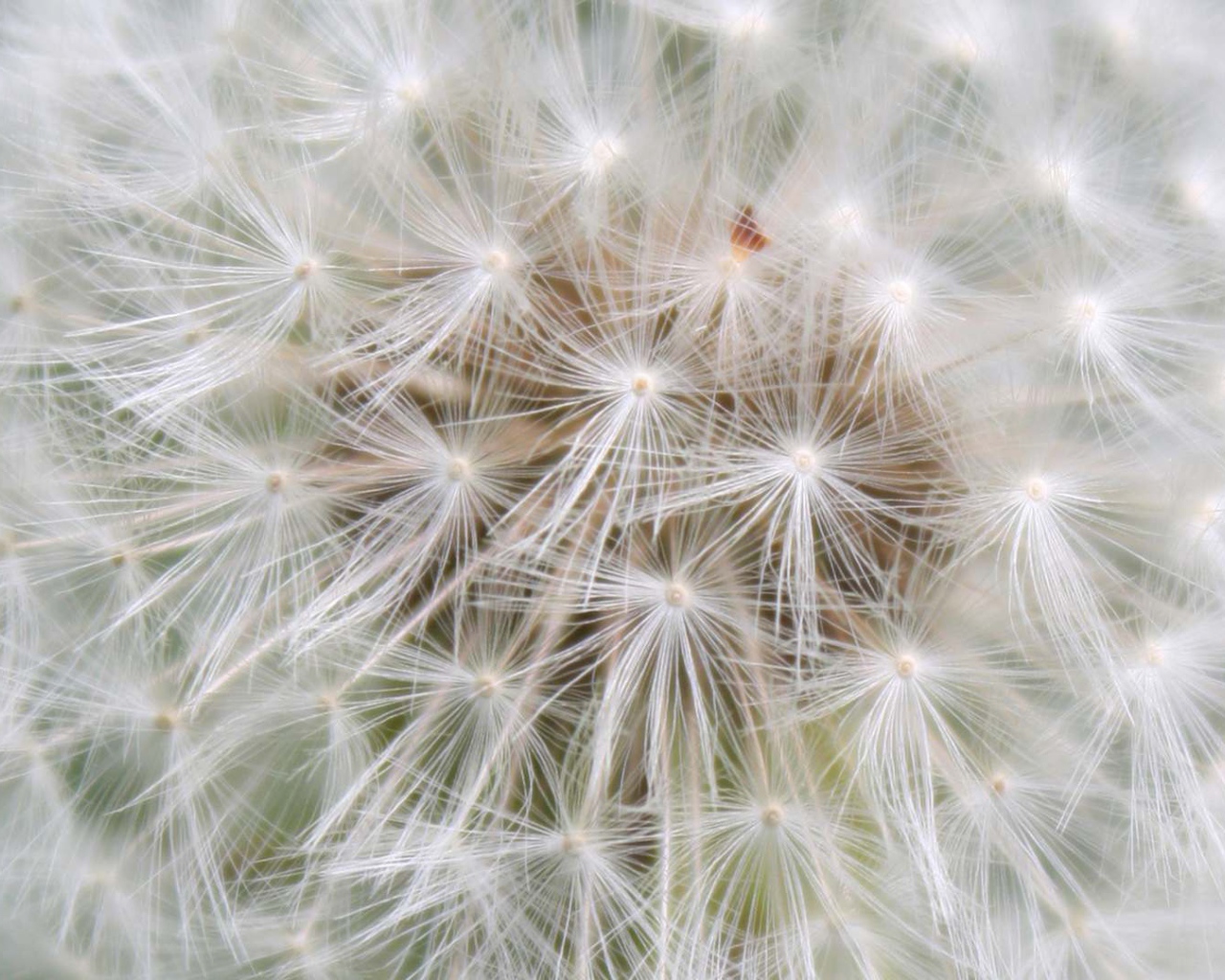 Красивый козлобородник (большой одуванчик) цветок