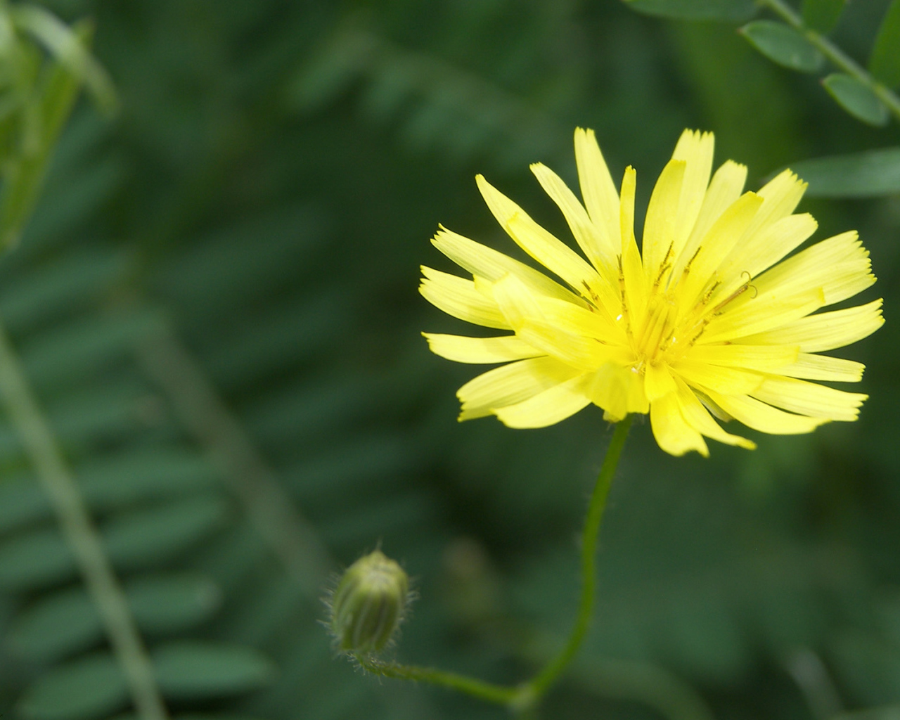 Красивый козлобородник (большой одуванчик) в саду