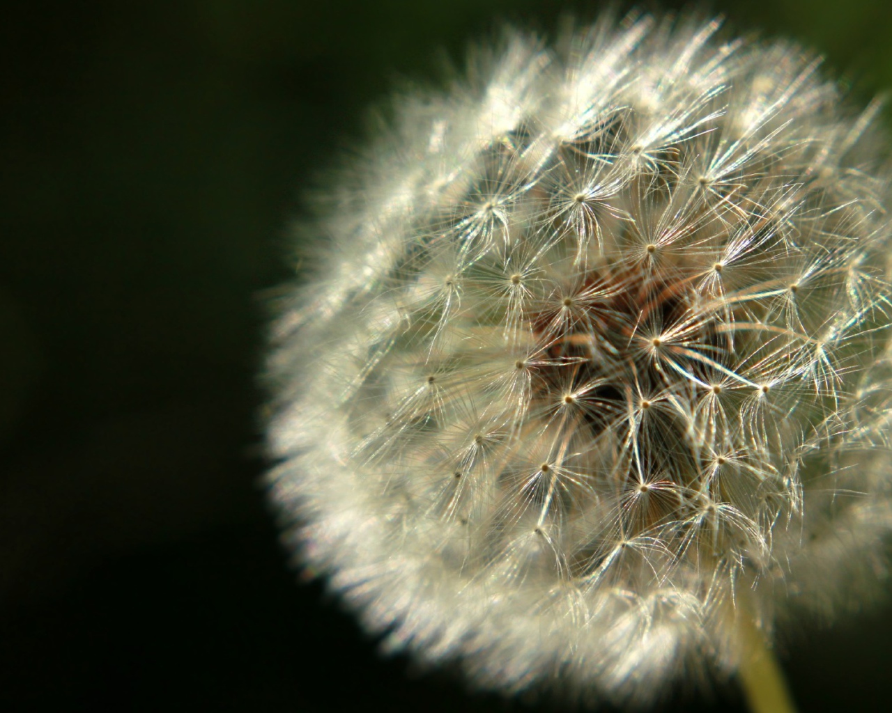 Красивый козлобородник (большой одуванчик) на газоне