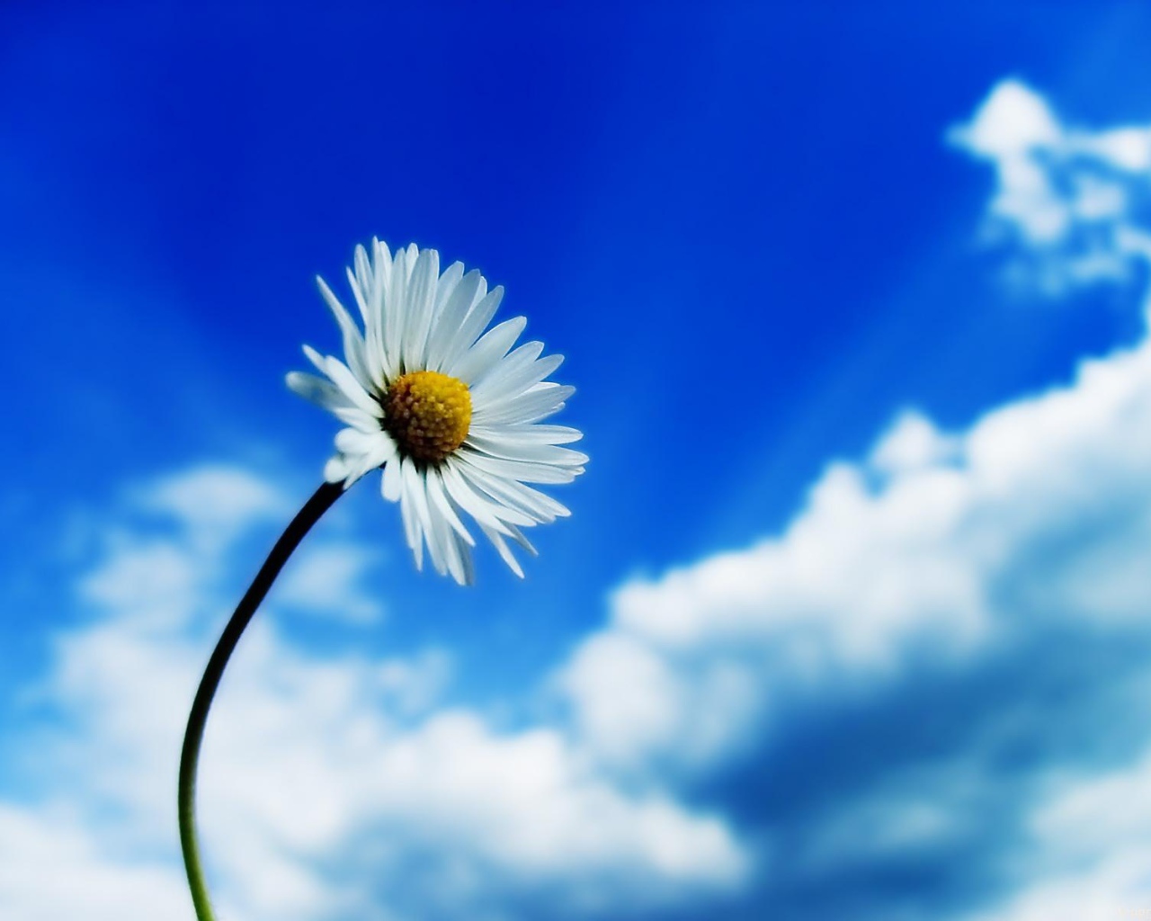 Белый цветок на фоне неба