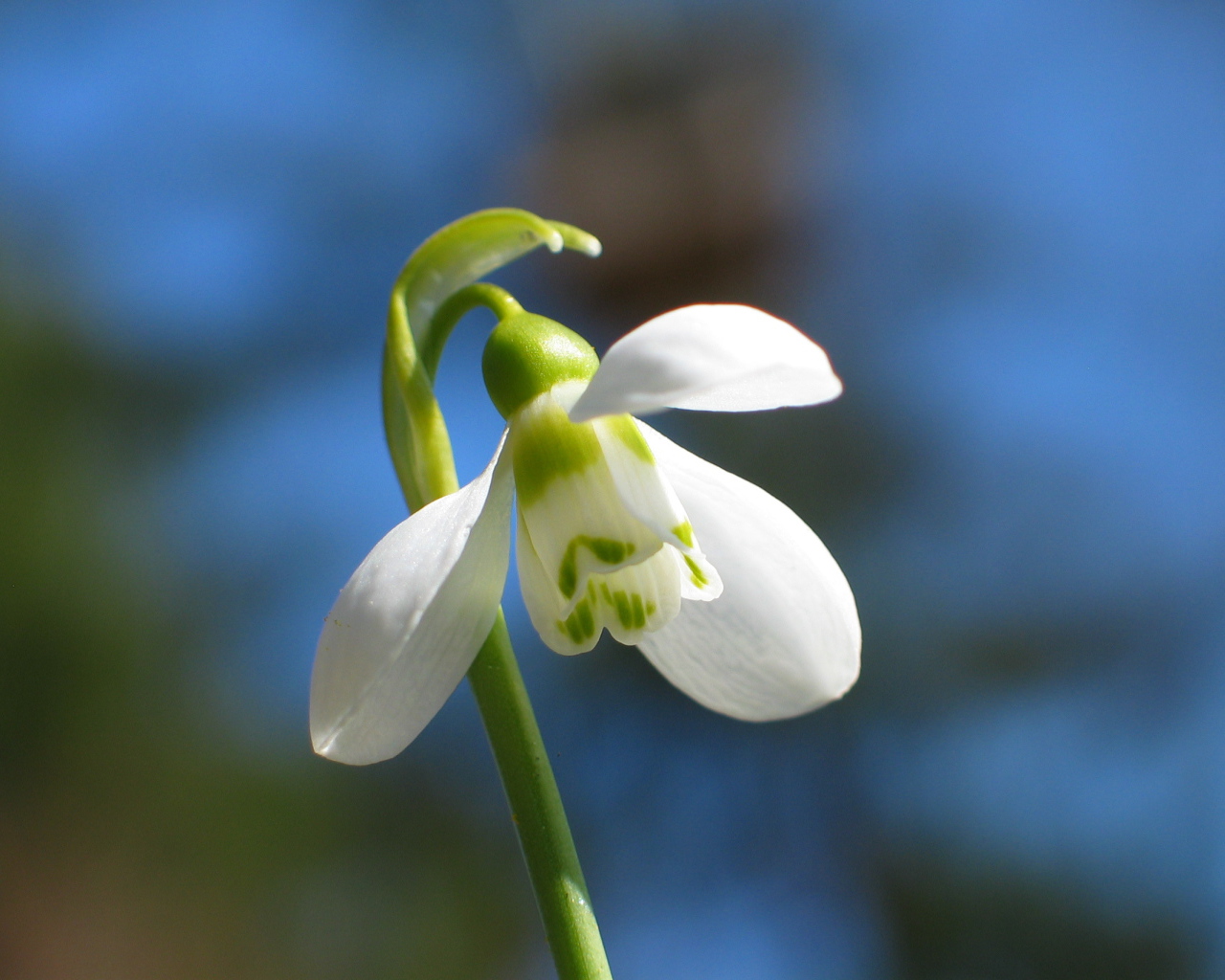 Красивый подснежник в  парке