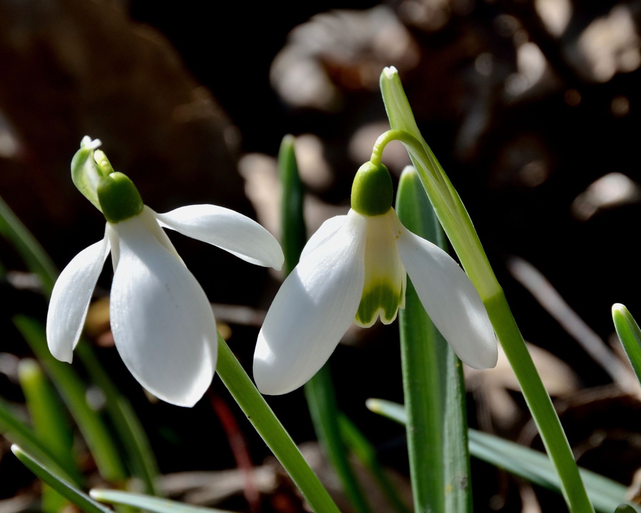 Красивые подснежники в саду