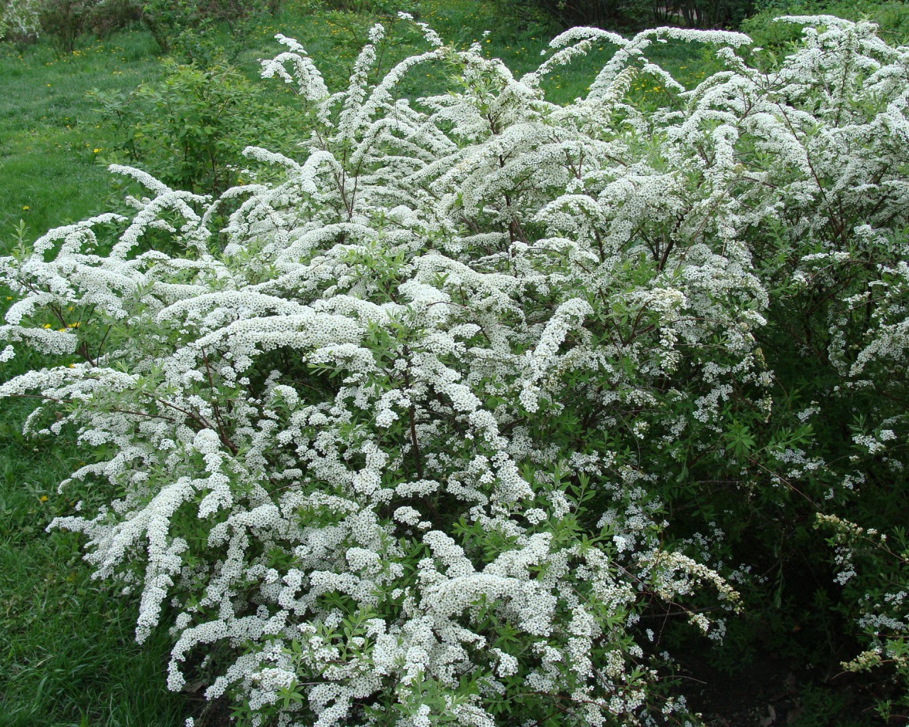 Красивая спирея на дачном участке