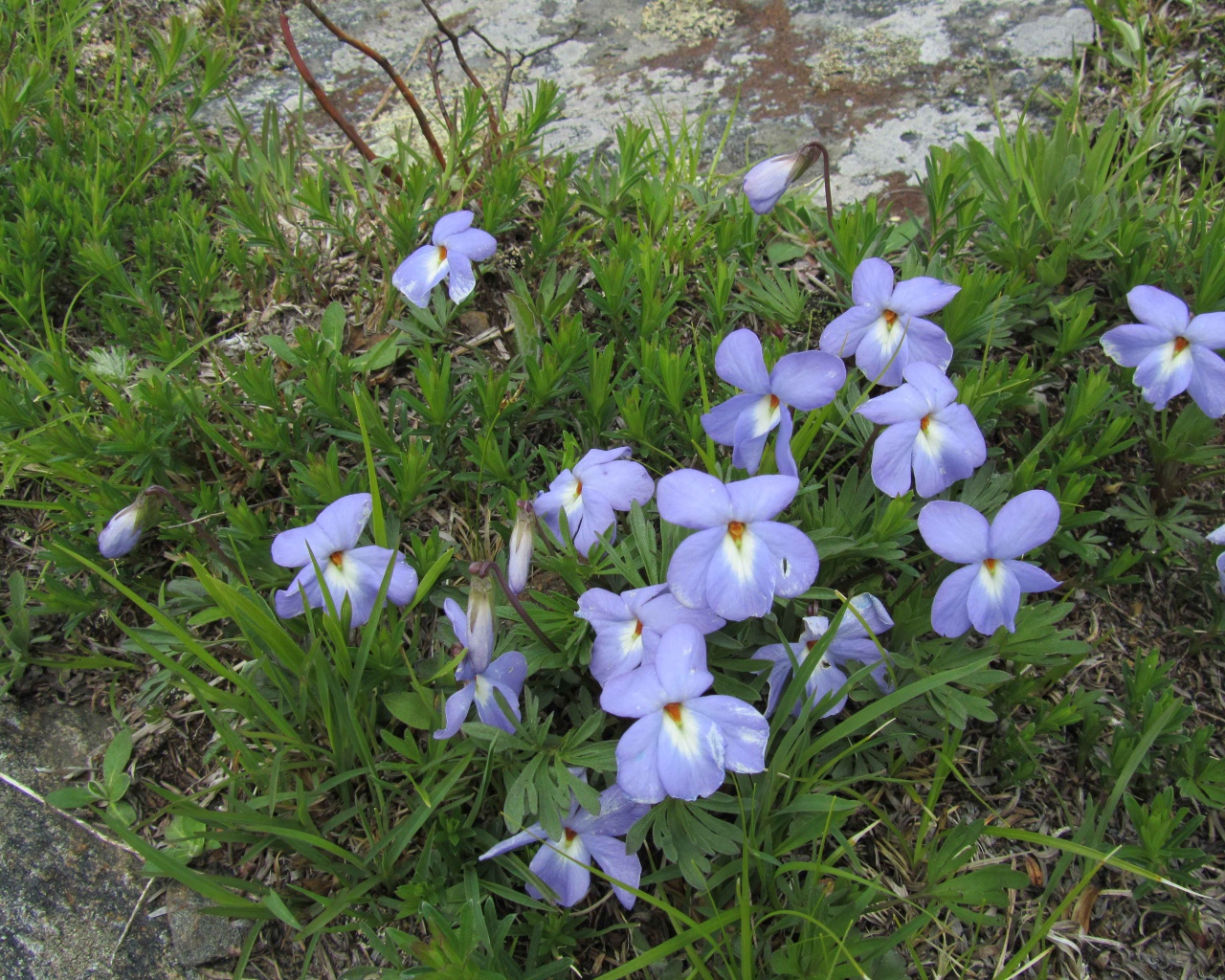 Красивые весенние виолы (фиалки, анютины глазки) на лужайке