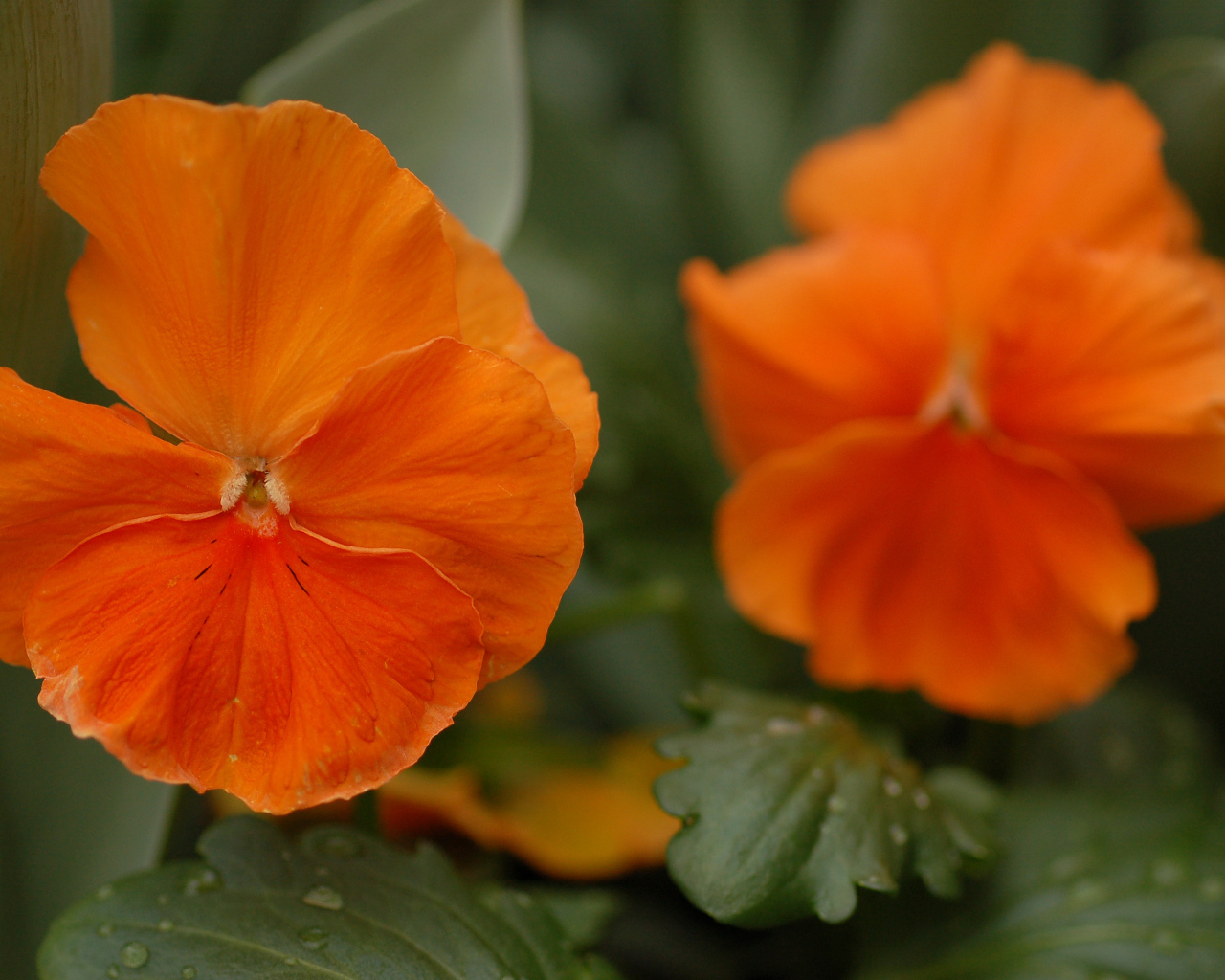 Красивые весенние виолы (фиалки, анютины глазки) в лесу