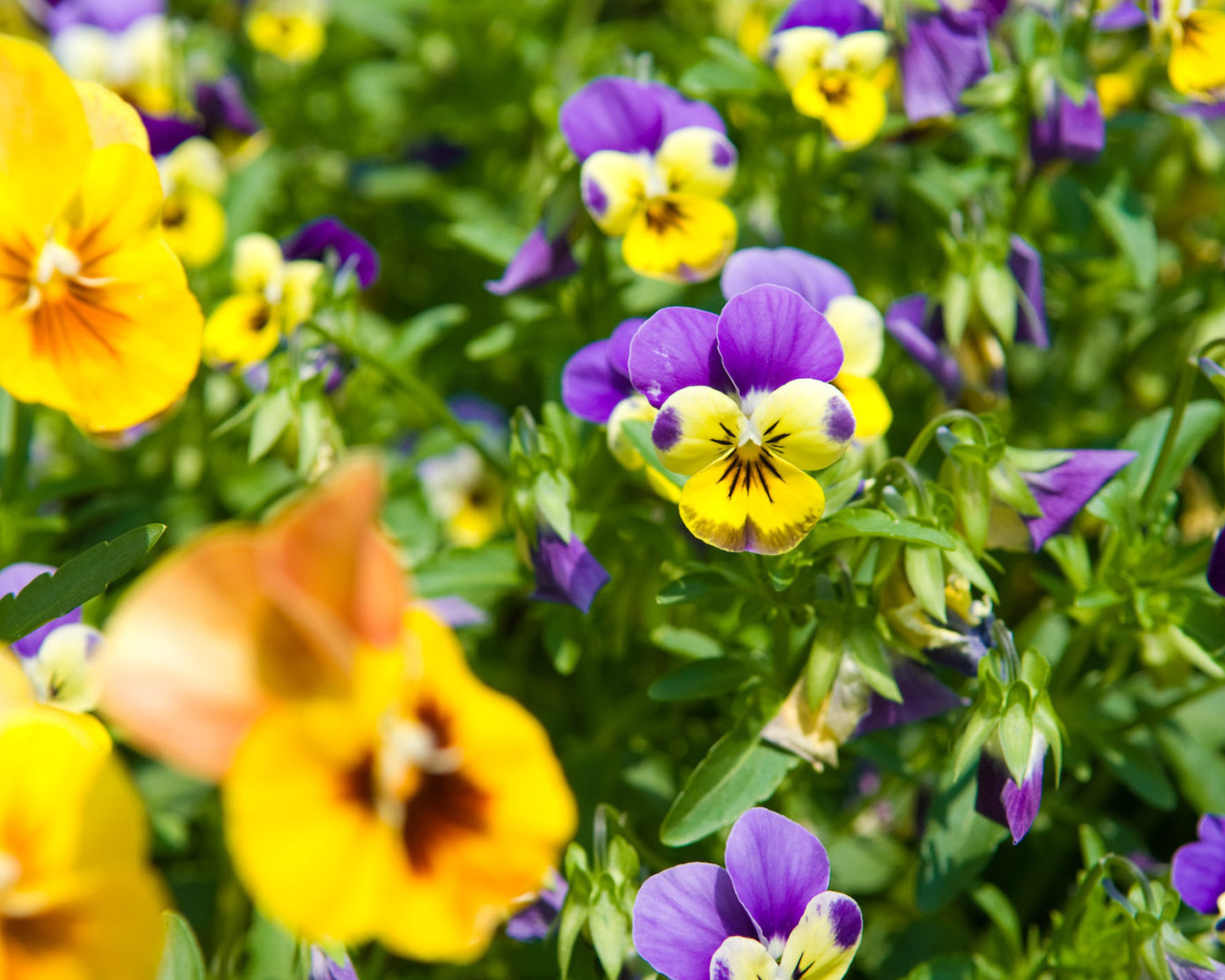 Красивые весенние виолы (фиалки, анютины глазки) в парке