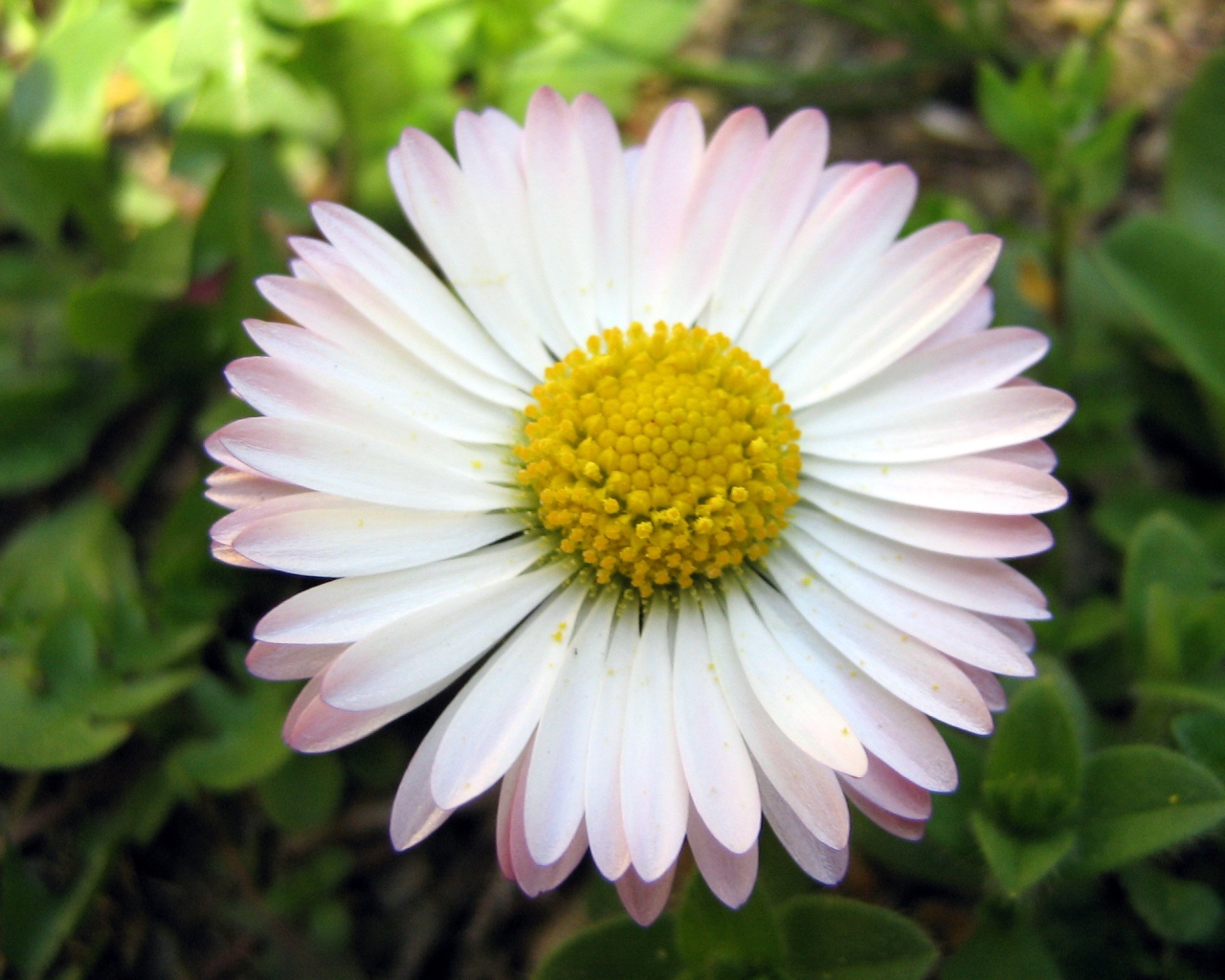 Красивые весенние маргаритки