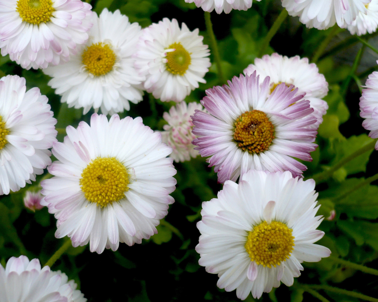 Красивые весенние маргаритки в саду