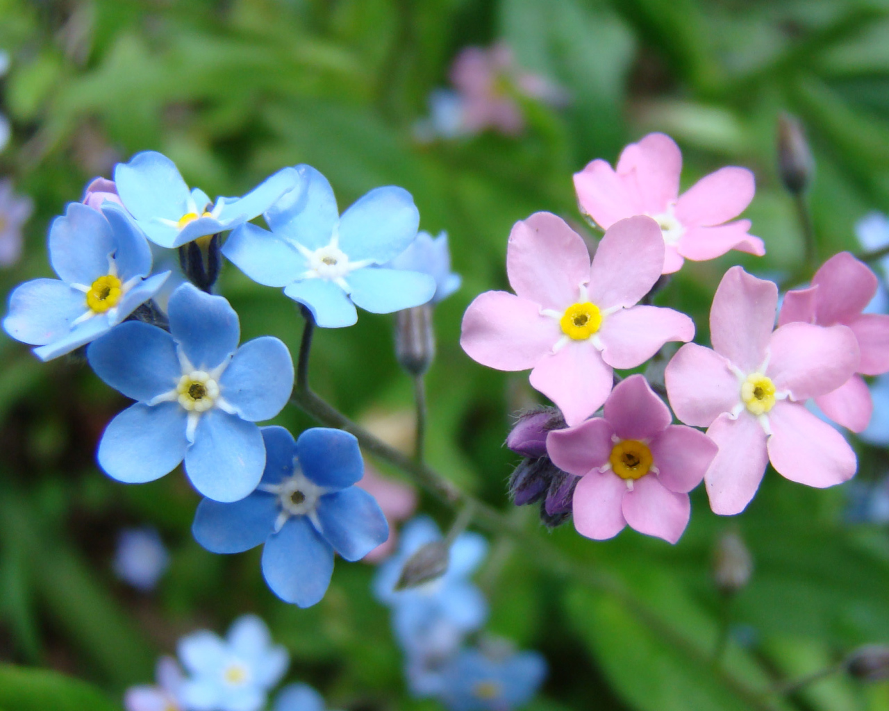 Красивые весенние цветы незабудки