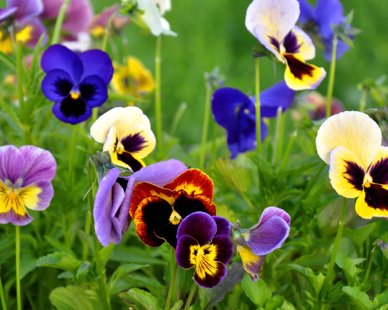 Красивые цветы анютины глазки весной на поляне