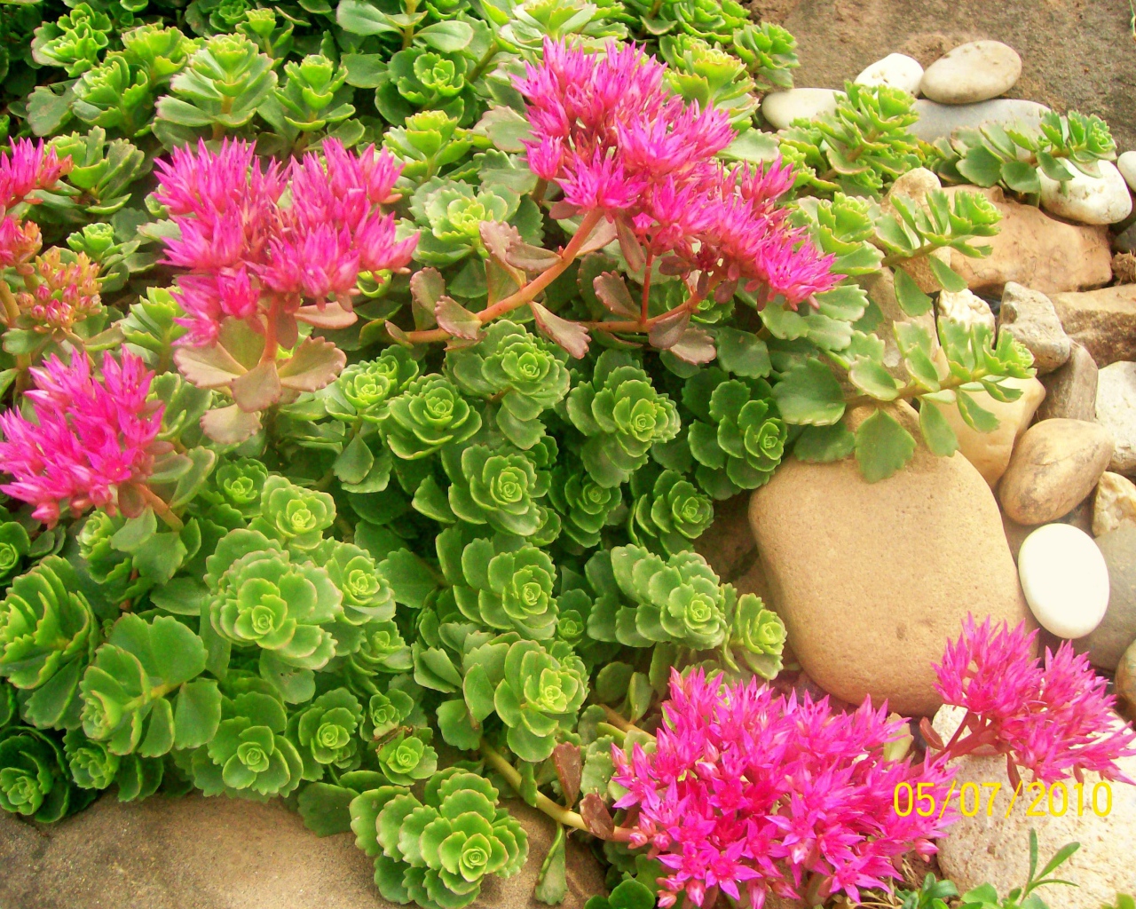 Красивая армерия в саду