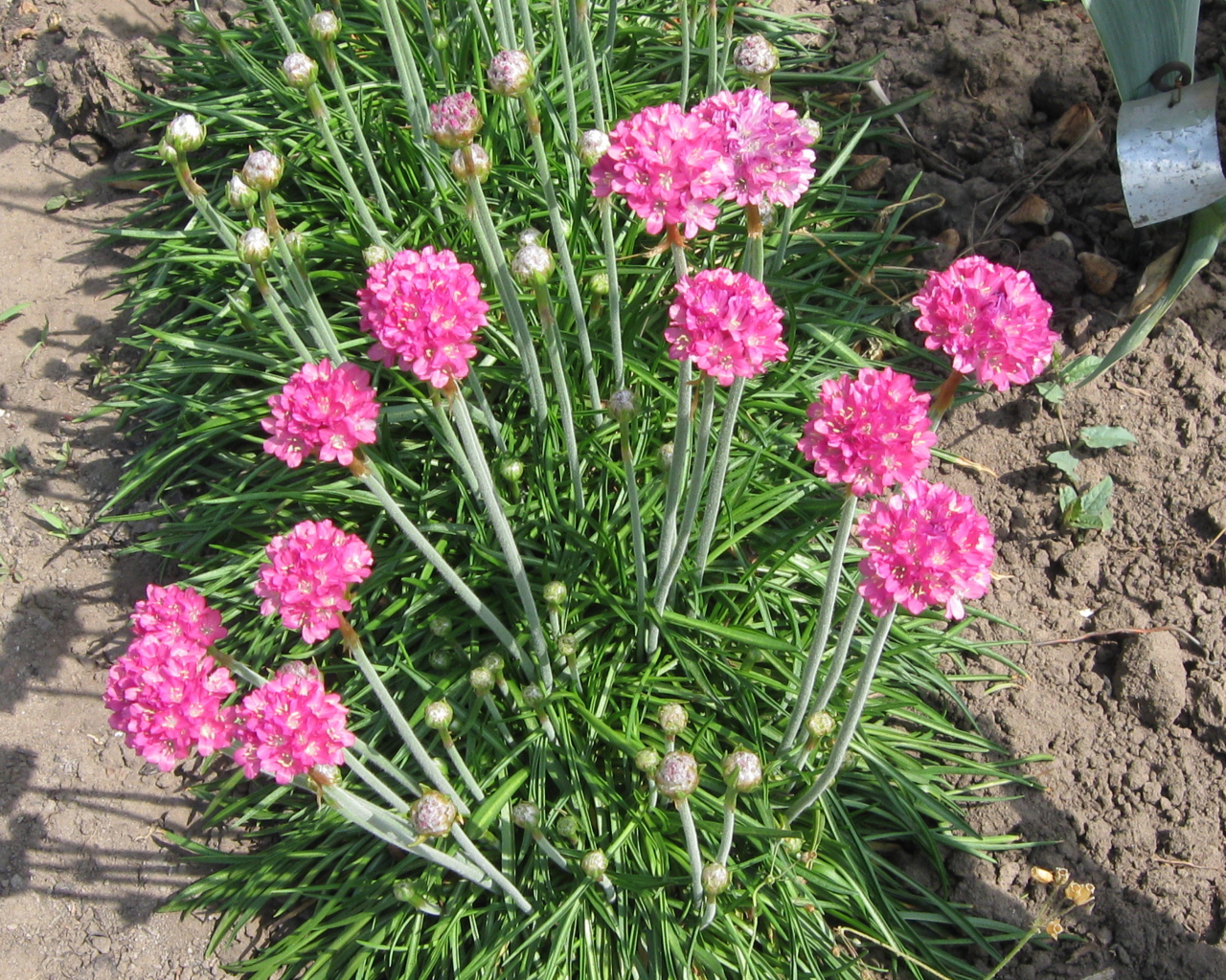 Красивая армерия на дачном участке