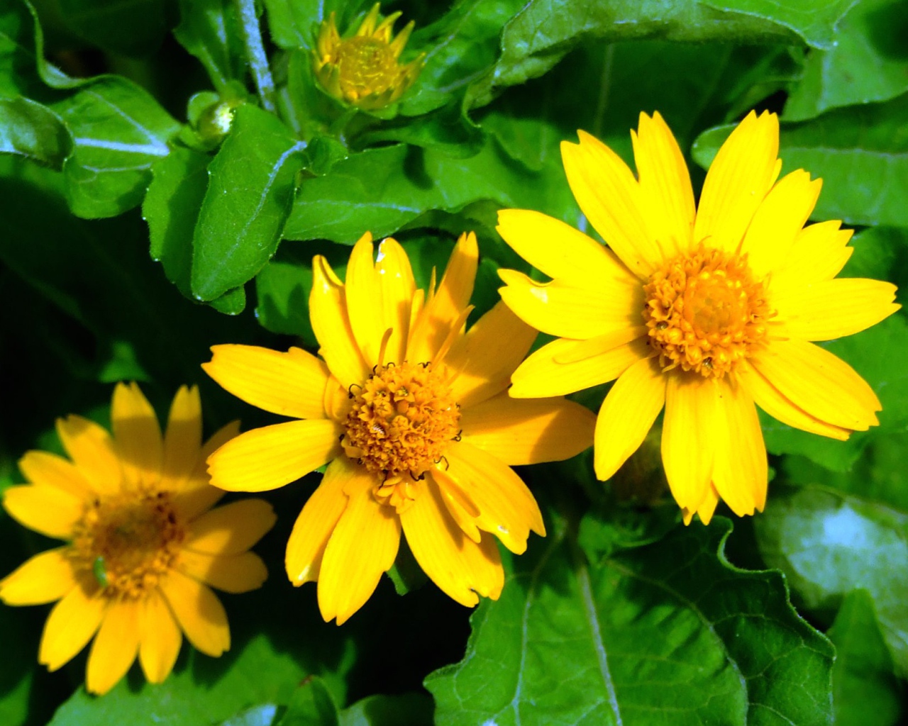 Красивая венидиум (астровые) в саду