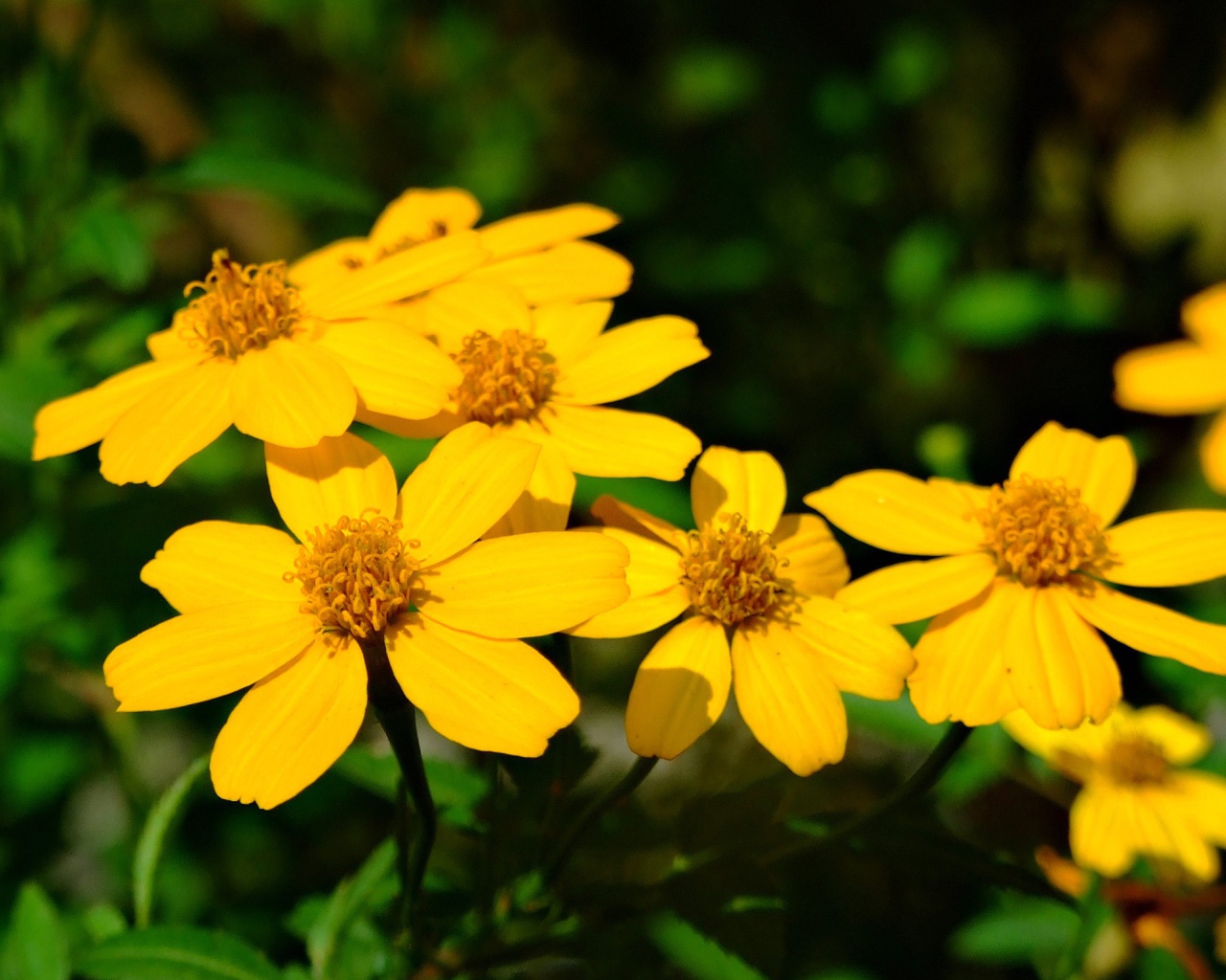 Красивая венидиум (астровые) на дачном участке