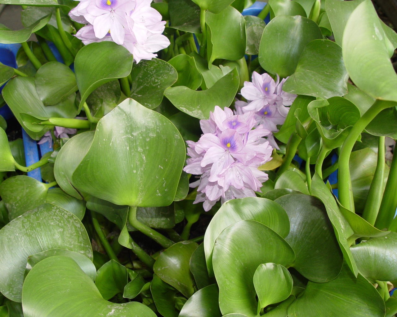 Красивый водяной гиацинт