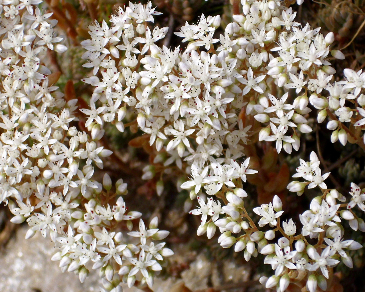 Красивые белые цветы резухи