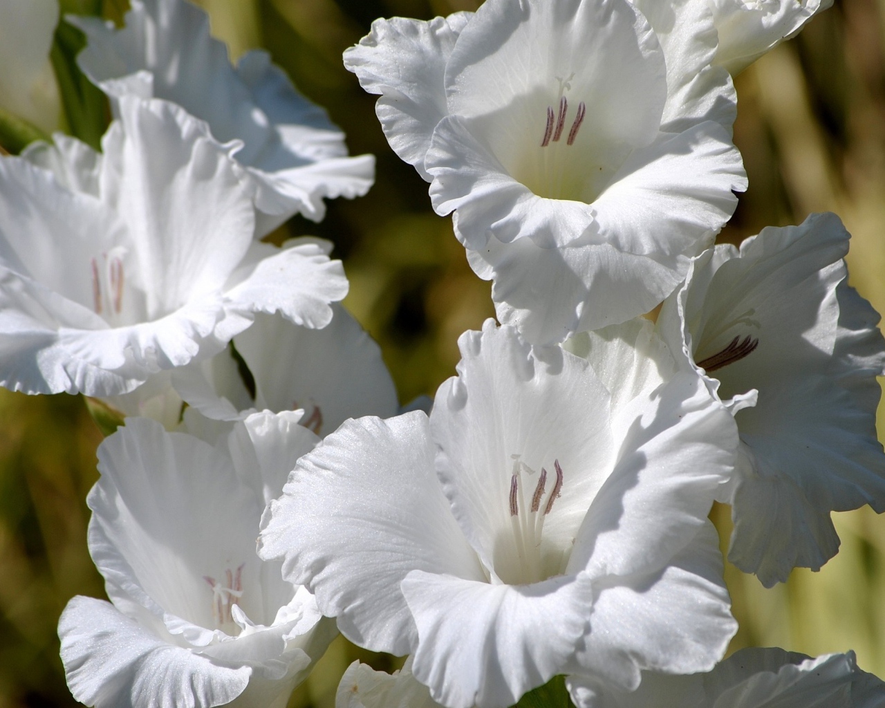 Красивые белые гладиолусы