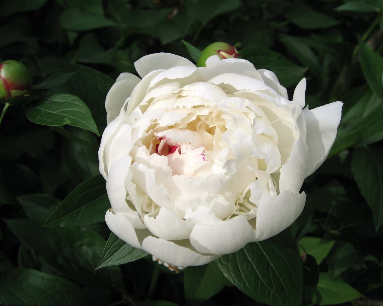 Красивый белый пион