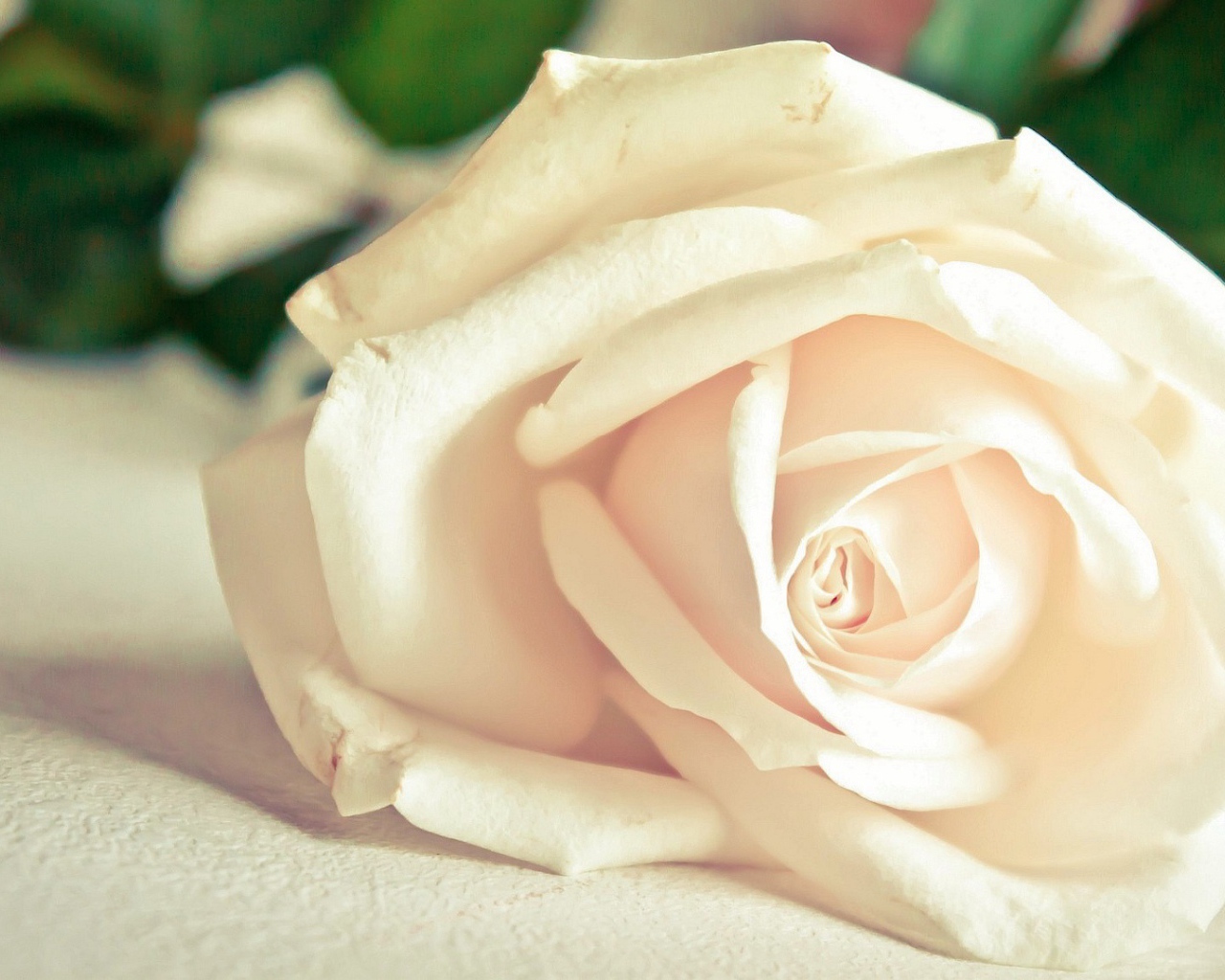 Красивая белая роза на белом столе