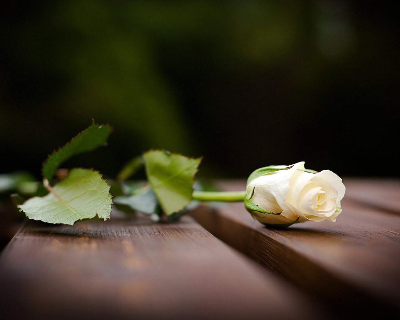 Красивая белая роза на скамейке