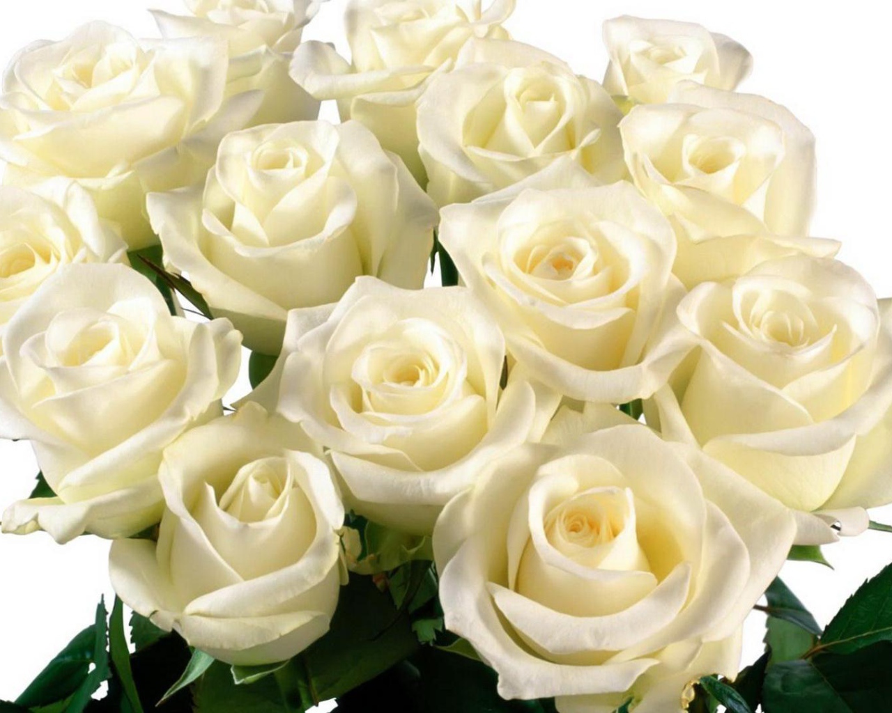 Красивые белые розы на белом фоне