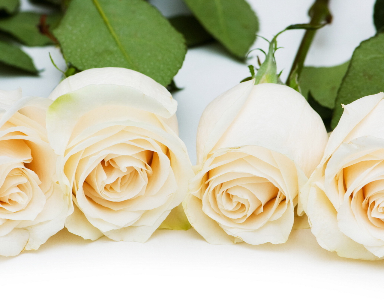 Красивые белые розы на белом столе