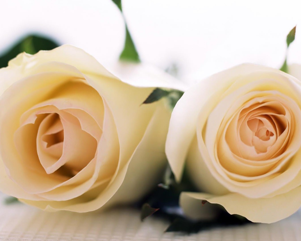 Красивые белые розы на белой скатерти