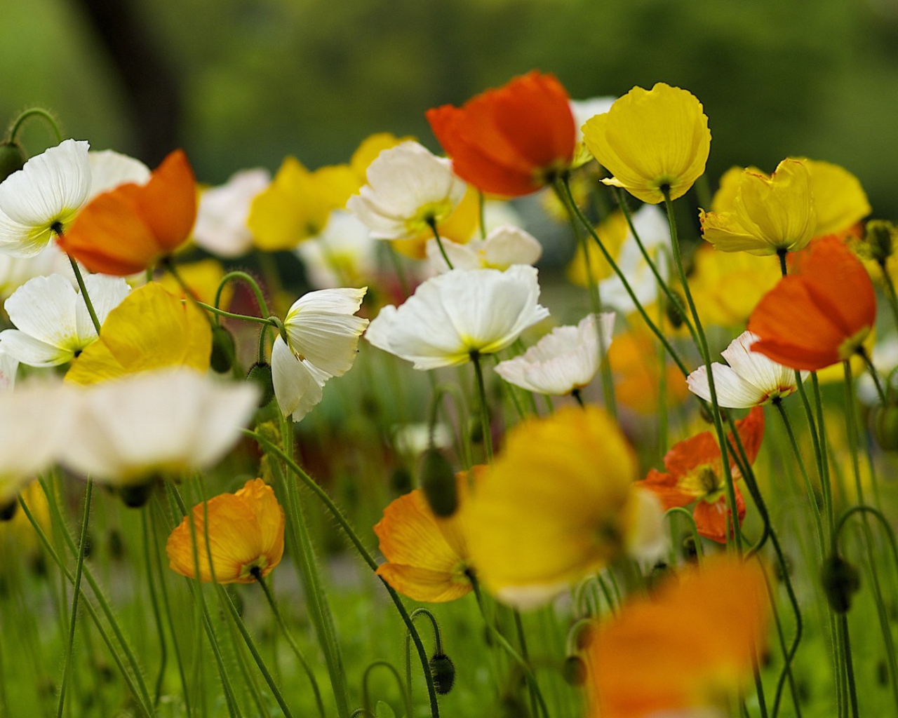 Красивые полевые цветы