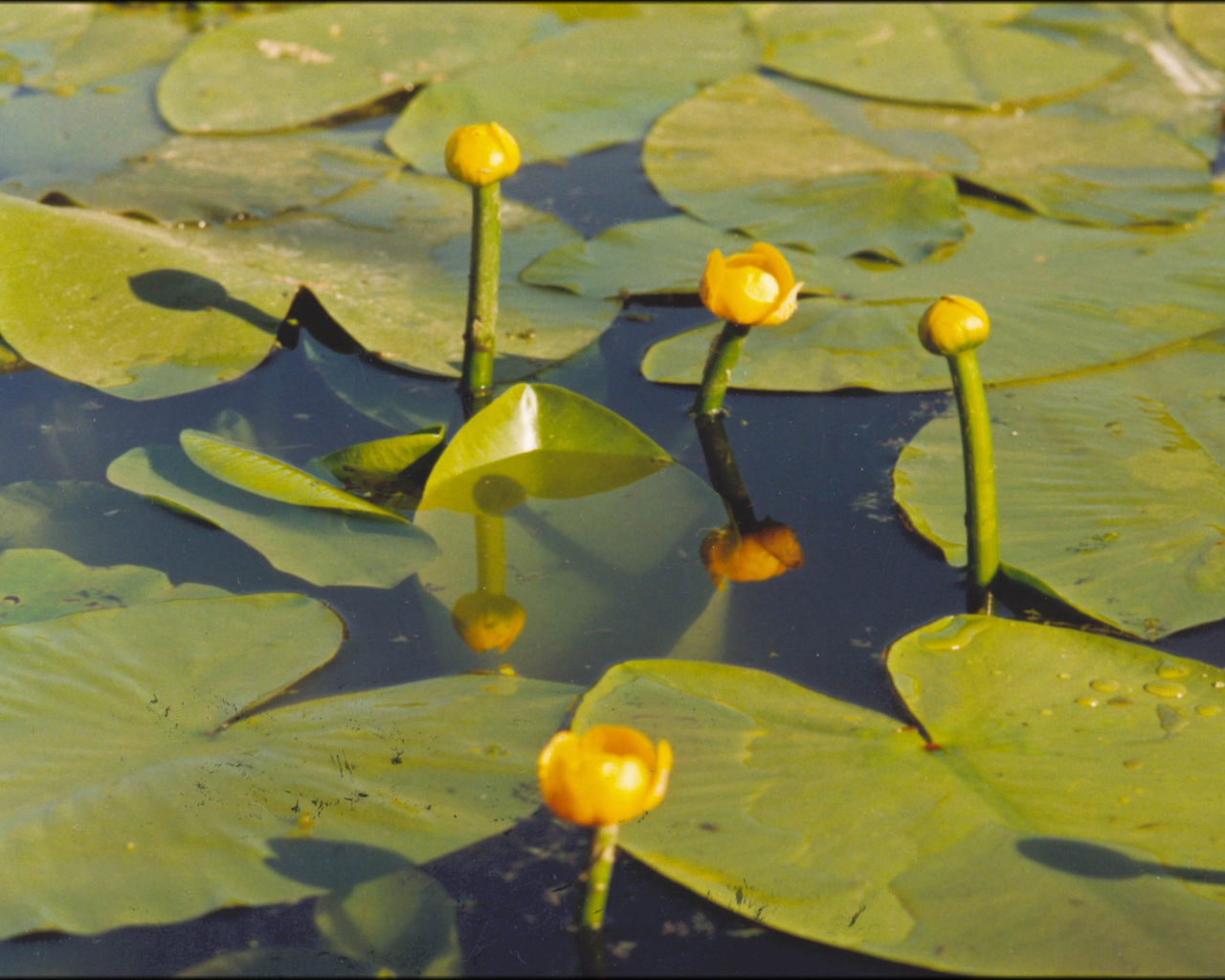Красивая кубышка желтая