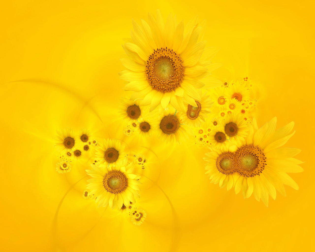 Красивый желтый фон с подсолнухом