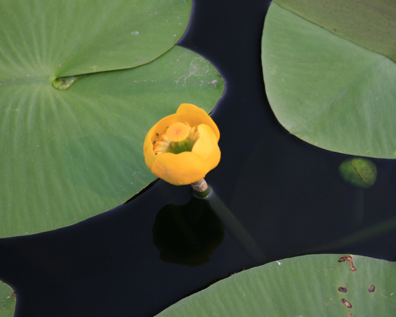 Красивый цветок кубышка желтая на воде