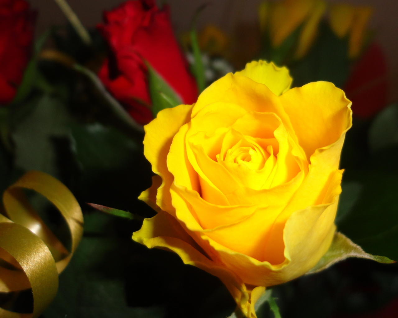 Красивая жёлтая роза
