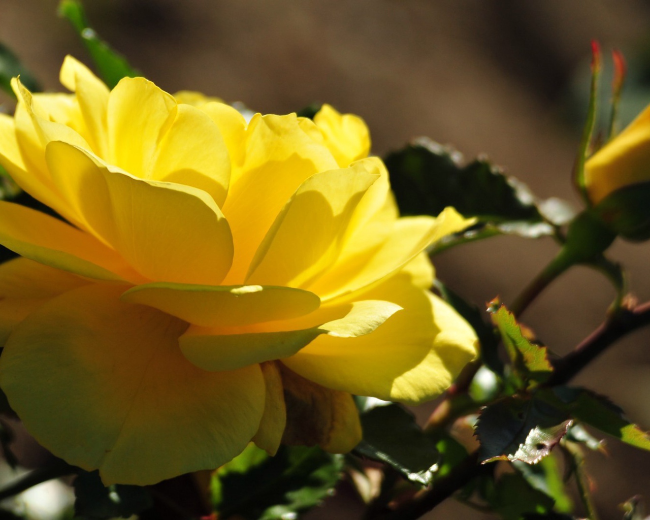 Красивые жёлтые розы цветут