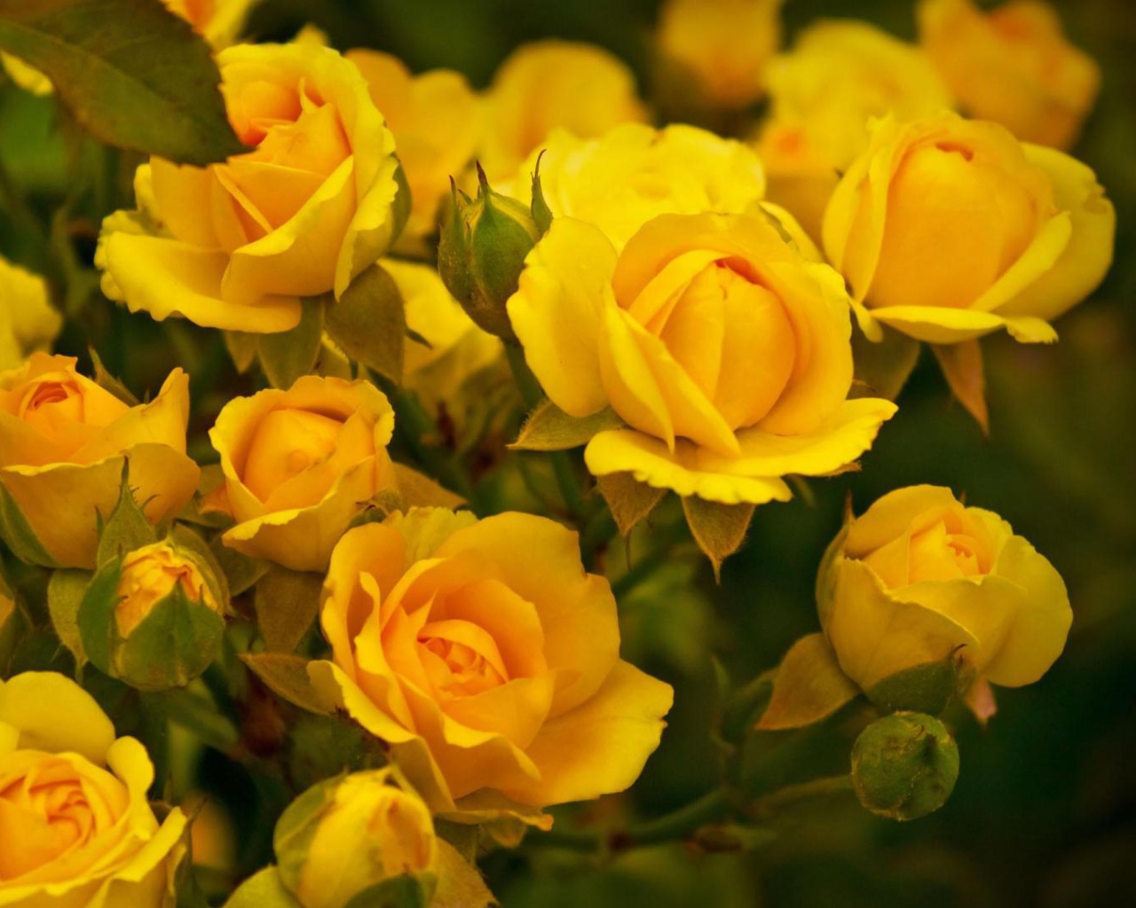 Красивые жёлтые розы в саду