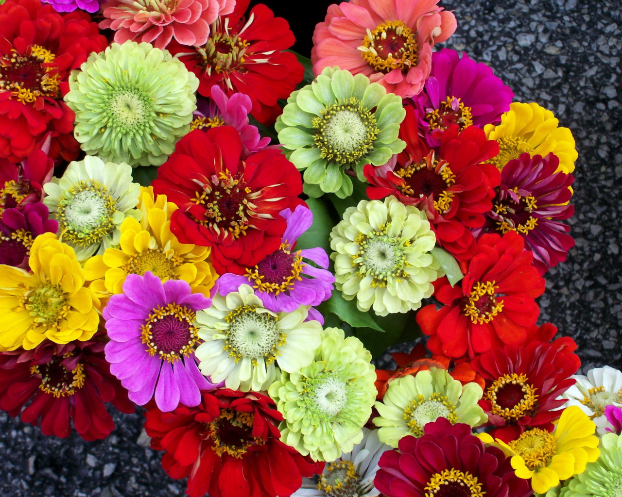 Красивая цинния в саду